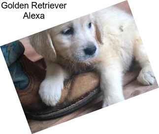 Golden Retriever Alexa