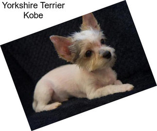 Yorkshire Terrier Kobe