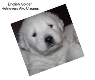 English Golden Retrievers Akc Creams