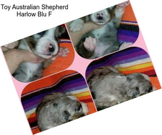 Toy Australian Shepherd Harlow Blu F