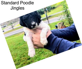 Standard Poodle Jingles