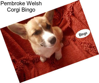 Pembroke Welsh Corgi Bingo