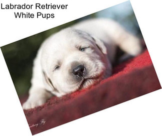 Labrador Retriever White Pups