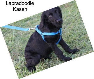 Labradoodle Kasen