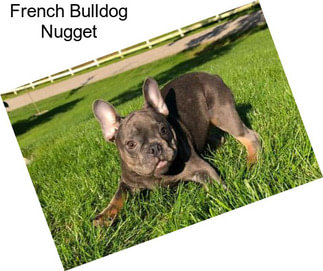 French Bulldog Nugget