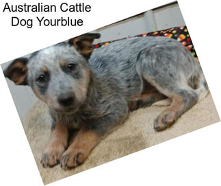 Australian Cattle Dog Yourblue