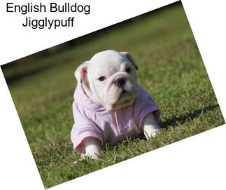 English Bulldog Jigglypuff