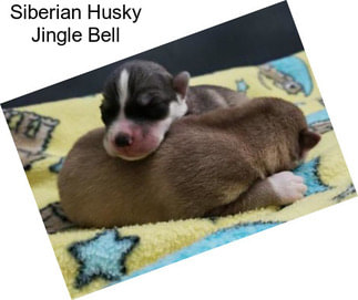 Siberian Husky Jingle Bell