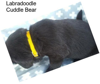 Labradoodle Cuddle Bear