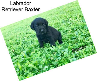 Labrador Retriever Baxter