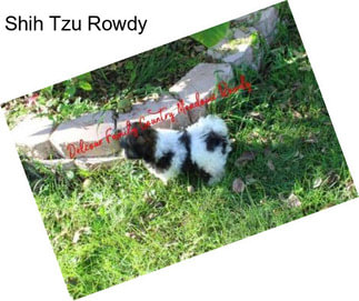 Shih Tzu Rowdy