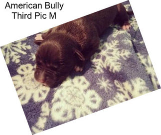 American Bully Third Pic M