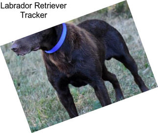 Labrador Retriever Tracker