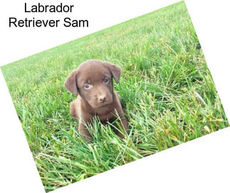 Labrador Retriever Sam