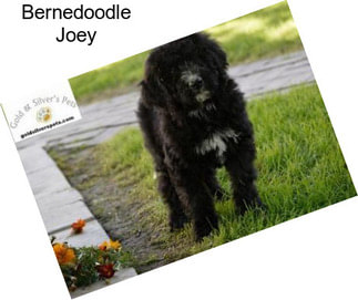 Bernedoodle Joey