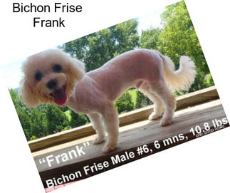 Bichon Frise \