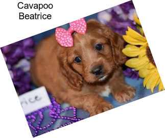 Cavapoo Beatrice