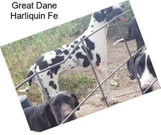 Great Dane Harliquin Fe