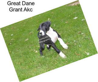 Great Dane Grant Akc