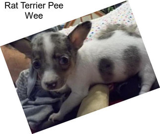 Rat Terrier Pee Wee