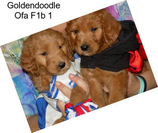 Goldendoodle Ofa F1b 1