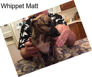 Whippet Matt