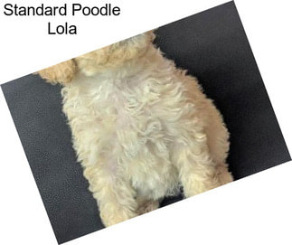 Standard Poodle Lola