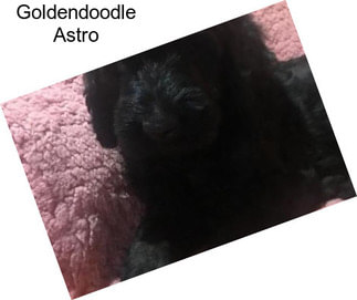 Goldendoodle Astro