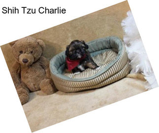 Shih Tzu Charlie