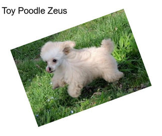 Toy Poodle Zeus