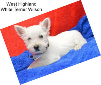 West Highland White Terrier Wilson