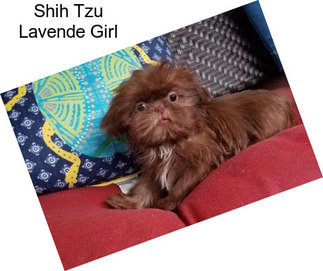 Shih Tzu Lavende Girl