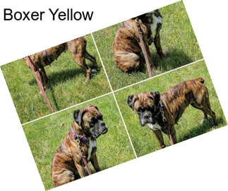 Boxer Yellow