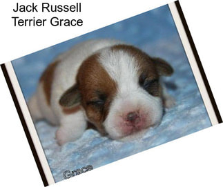Jack Russell Terrier Grace