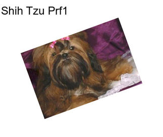 Shih Tzu Prf1