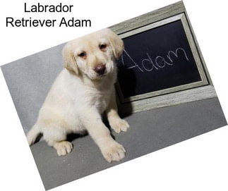 Labrador Retriever Adam