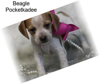 Beagle Pocketkadee