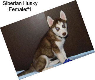 Siberian Husky Female#1