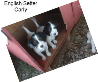 English Setter Carly