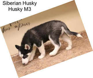 Siberian Husky Husky M3