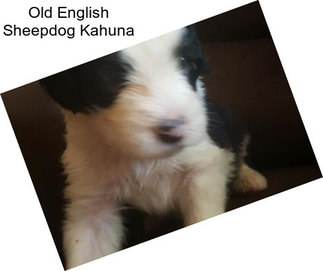 Old English Sheepdog Kahuna