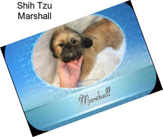 Shih Tzu Marshall