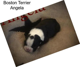 Boston Terrier Angela