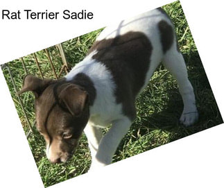 Rat Terrier Sadie