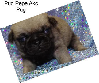 Pug Pepe Akc Pug