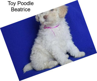 Toy Poodle Beatrice