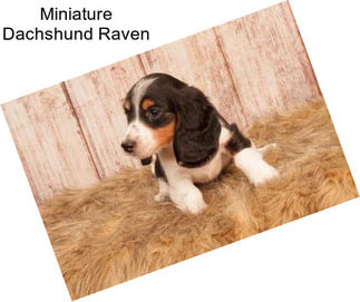 Miniature Dachshund Raven