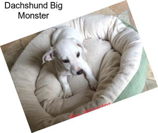 Dachshund Big Monster