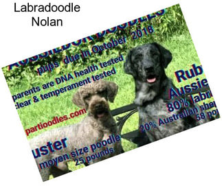 Labradoodle Nolan