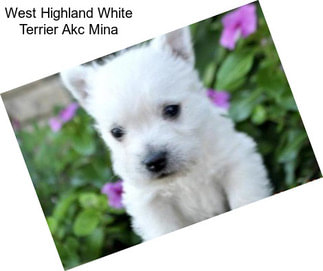 West Highland White Terrier Akc Mina